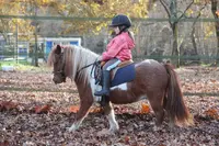 Poney-club du Grand Lio