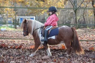 Poney-club du Grand Lio