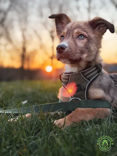 Ame Canine - Educateur Canin et Comportement