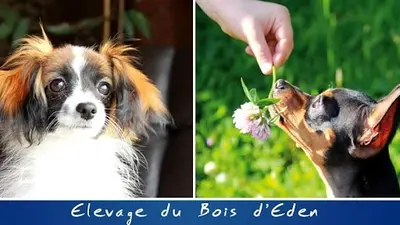 Elevage de Chien Épagneul Nain Continental (phalène / Papillon) | le Bois d'Eden