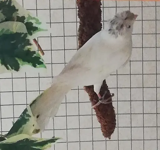 France Oiseaux