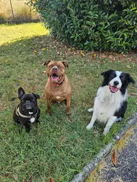 Côté Canin