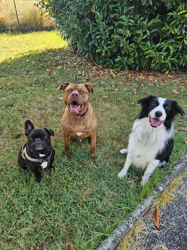 Côté Canin