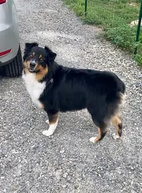 Au Chien Câlin
