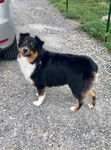Au Chien Câlin