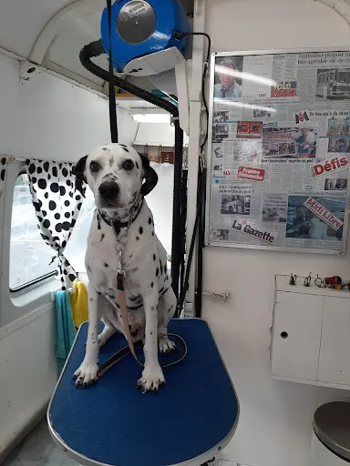 Le Toutoubus