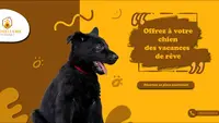 l'Hôtellerie Canine