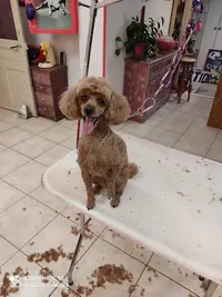 O Caprice du Chien