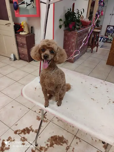 O Caprice du Chien