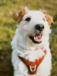 Les Ateliers du Chien (éducateur Canin Comportementaliste)
