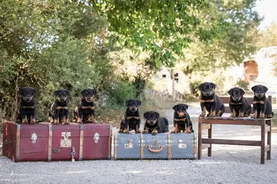 Elevage des Ombres de l'Aube - Beaucerons