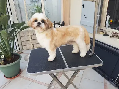 A la Coupe Pil Poil