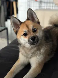 Elevage Dog S Of Thrones