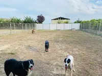 Grétel Educateur Canin