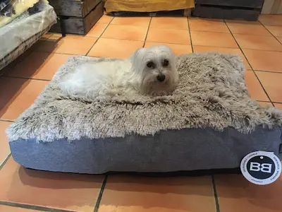 La Maison du Chien