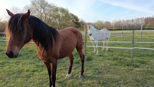 Pension Pour Chevaux Gironde, Bordeaux, Pension Équine, Domaine Nature Équine