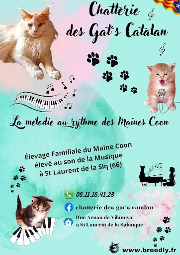Maine Coon des Gat S Catalans