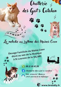 Maine Coon des Gat S Catalans