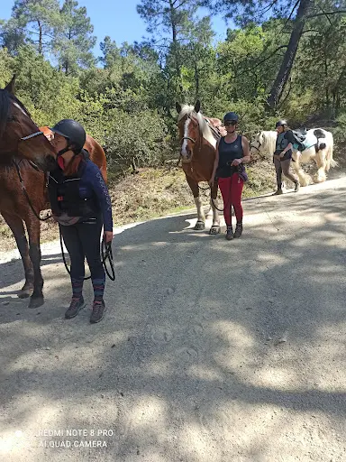 Harmonie Equestre