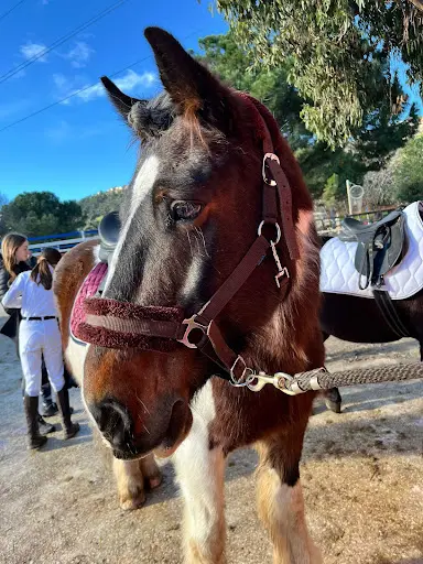 Centre Equestre - Agasc - Saint Laurent du Var