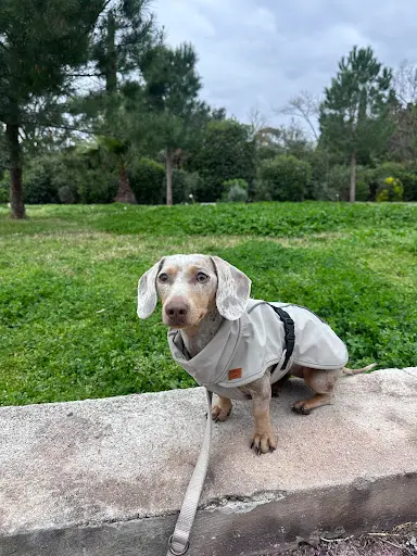 Mission Canine - Paul Jaillant