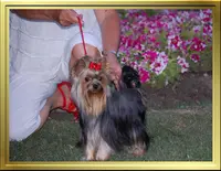 Élevage Yorkshire Terrier, Chiots Yorkshire Disponibles - du Manoir du Yorkchidée
