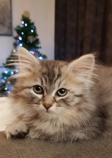 Elevage de l'Etoile Siberie - Elevage Chats Sibériens