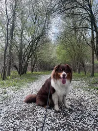 Éducateur Canin Respectdogs Angers