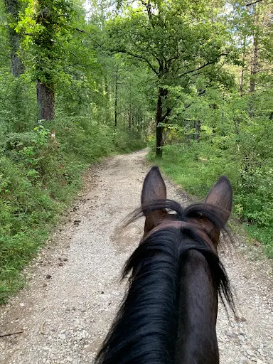 Cheval de Provence