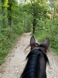 Cheval de Provence