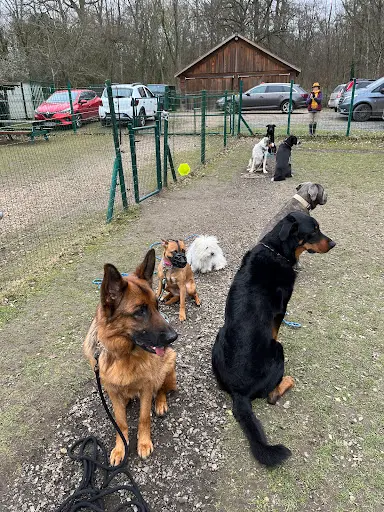 A l'Oreille du Chien