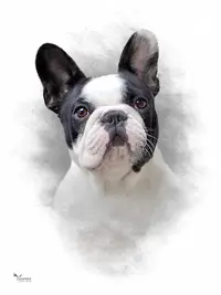 Bouledogues Français d'Iskandar