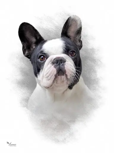 Bouledogues Français d'Iskandar