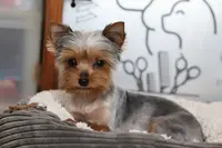 K Wouaf Toutou Toilettage Réunion Saint Leu - Chien et Chat