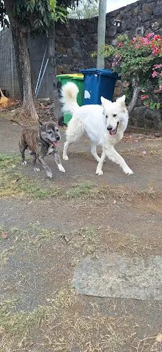Toutou Va Bien , Pension Canine et Éducateur Canin À Saint-leu