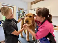 Michelle’s Groom Salon & School Plus Yes You Chien