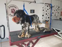 Atelier du Chien, le Bien-être Canin