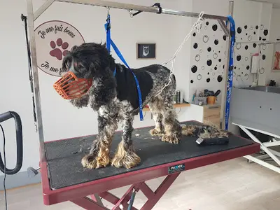 Atelier du Chien, le Bien-être Canin