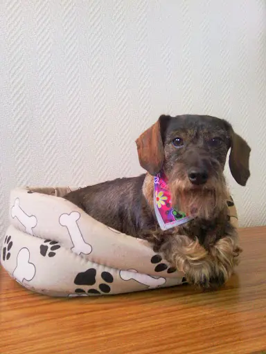 Le Caprice du Chien