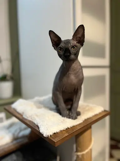 Le Règne des Sphynx