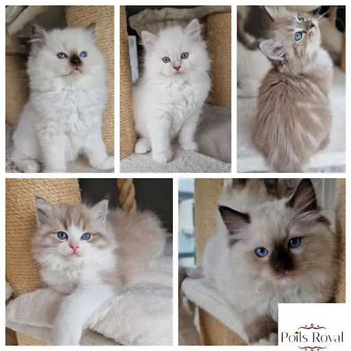 Poils Royal Ragdoll Élevage Loof