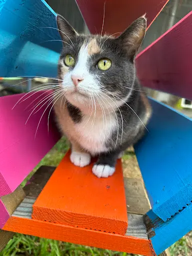 Pension Féline au Bonheur des Chats 974