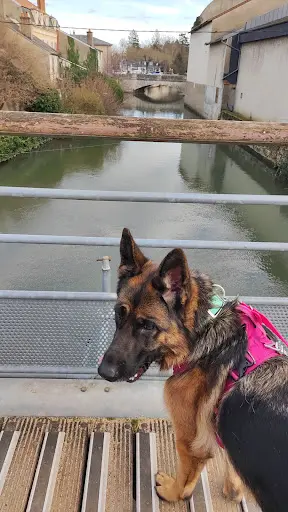 Mélanie Audry Comportement Canin