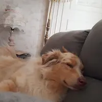 Le Chien Rêveur