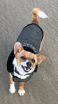 Dog Mode