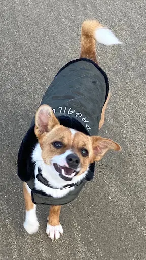 Dog Mode
