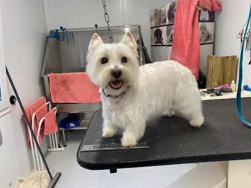 Fashion Dog