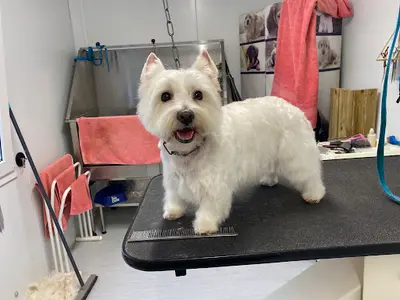 Fashion Dog