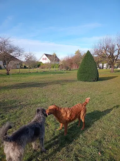 Maison des 4 Pattes