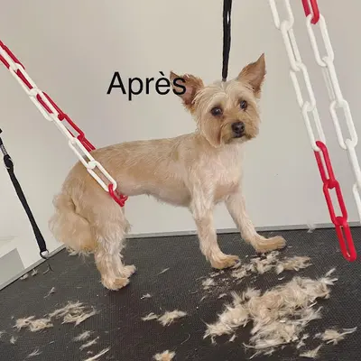 Ô Poil Lys